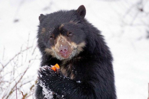 Точка ведмедя Точка ведмедя